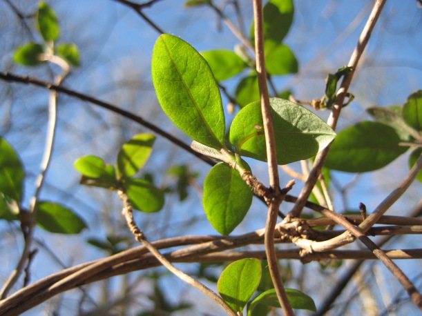 Wild Honeysuckle leaves just opening