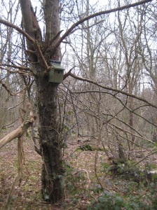 Fifth bird box located on an old crab apple tree