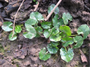 lesser celandine leaves