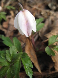 An early wood anemone in flower
